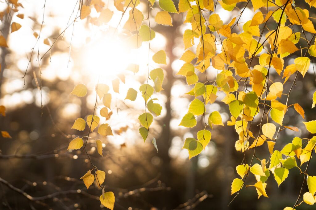 El Niño fall outlook
