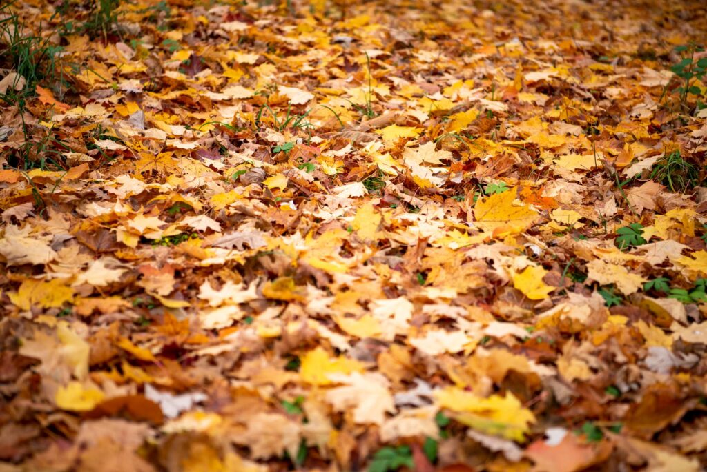 National Gallery of Canada fall season