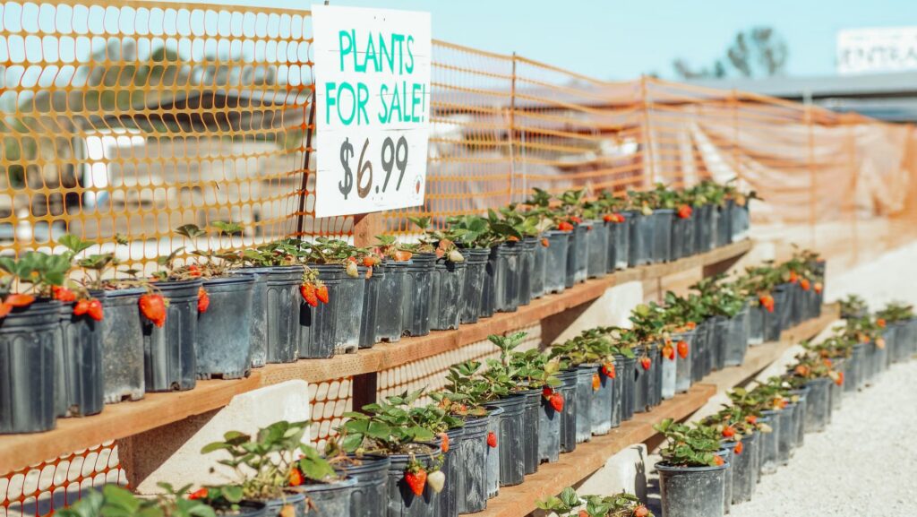 Stellantis Brampton plant sale