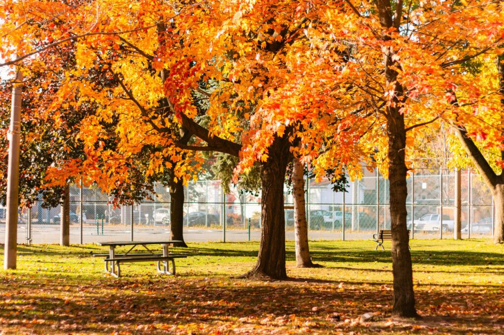 Bright autumn foliage in a Toronto park, capturing nature's fall splendor with colorful maple leaves.