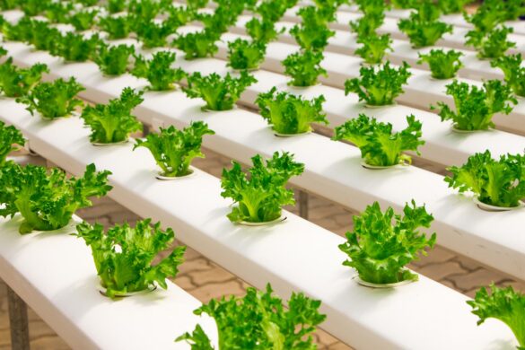 Functional Foods Innovation Gap Is Sleep, Knit Study Finds